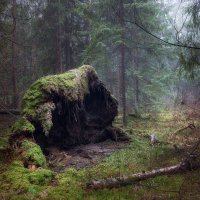 В осеннем лесу :: Валерий Вождаев