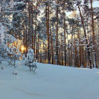 Рождественский лес :: Oleg S
