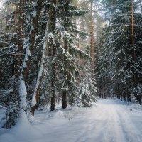 В зимнем лесу :: Валерий Вождаев