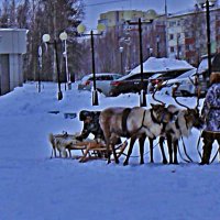 В ледовом городке- на оленях! :: Владимир 