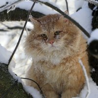 Зимний кот :: Oleg S