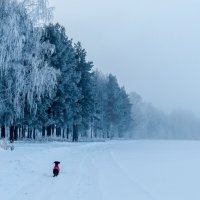 Зимний туман. :: Андрей Андрианов