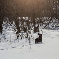 Бегууу! :: Андрей Андрианов