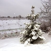 Ёлочка под снегом :: Андрей Снегерёв