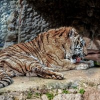 Отдыхающая тигрица :: Борис 