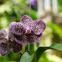 Орхидея :: Иван Литвинов