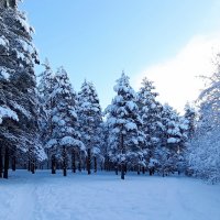 Зима в лесу :: Николай 