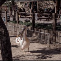 Хайфа Израиль север страны    пеликаны в зоопарке 2023г :: ujgcvbif 