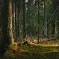 В весеннем лесу :: Валерий Вождаев