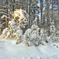 Родина новогодней ёлочки -- Карельский перешеек :: Стальбаум Юрий 