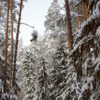 Лесной пейзаж :: Юлия Паутова