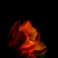 Душа тюльпана - пламя костра :: Светлана Тихонина