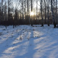 зимний лес :: Сергей Расташанский