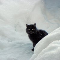 Жил, да был Чёрный котик в лесу... :: Стальбаум Юрий 