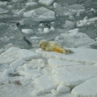 каспийский тюлень :: Николай 