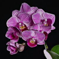 орхидея :: Vlad Krrr