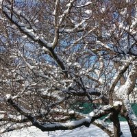 на деревьях снег :: вячеслав коломойцев