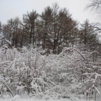 Снежные кусты :: Алла Яшникова