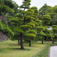 Восточный сад Императорского дворца Токио Япония :: wea *