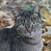 Просто Ворчунья. Портрет дворовой кошки. :: Алла Яшникова