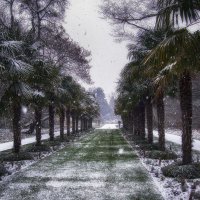 Снег на флоре :: Андроник Александр 