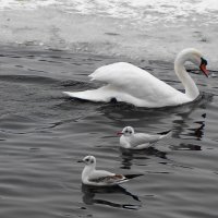 Лебеди и чайки в городском парке :: Рита Симонова