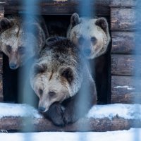 Три медведя. :: Виктор Евстратов