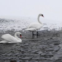 Лебеди на озере :: Рита Симонова