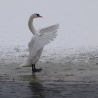 Лебедь расправляет крылья :: Рита Симонова