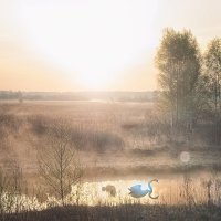 Белый лебедь на пруду... :: SafronovIV Сафронов