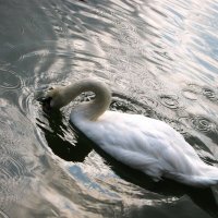 Лебедь в воде ~ :: Василий Лист