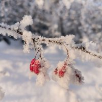Зимние ягоды. :: Ольга 