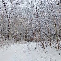 Лес рядом с городом :: Raduzka (Надежда Веркина)