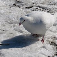 Белый голубь на снегу :: Вера Щукина