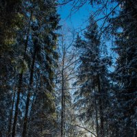 Зимним днём в лесу :: Ирина Полунина