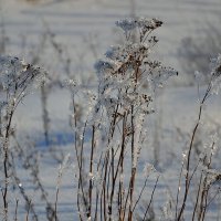 Зимние краски. :: Михаил Столяров