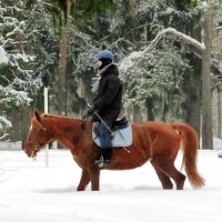 Верхом по сугробам :: Андрей Снегерёв