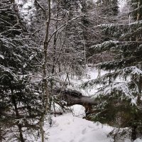 Зима в лесу. :: Ольга 