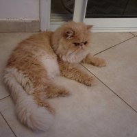 Лучи -персидский кот. :: Светлана Хращевская