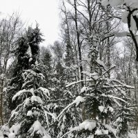 Чарующий январский день. :: Любовь 