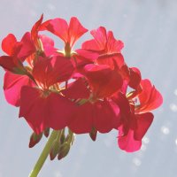 Цветущее соцветие герани. :: сергей 