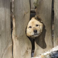 "Ну ты это, заходи если что" :: Пасечник 