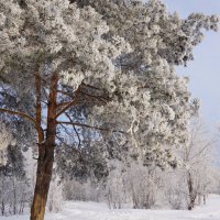 Зима :: Наталия Григорьева