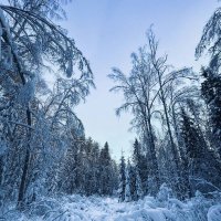 Зимой в лесу :: Дмитрий 
