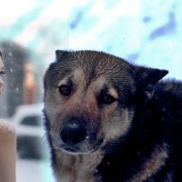 Собака и нейрокрасавица :: Юрий Гайворонский