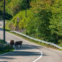 стадо коров на изгибе дороги :: Алексей Меринов