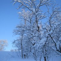Снежный февраль... :: Мария Васильева