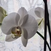 Еще орхидеи :: Наталья 