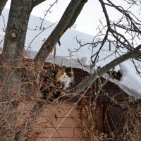 Кошка из Зарайска :: Oleg4618 Шутченко