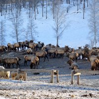 В Карыме :: Татьяна Лютаева